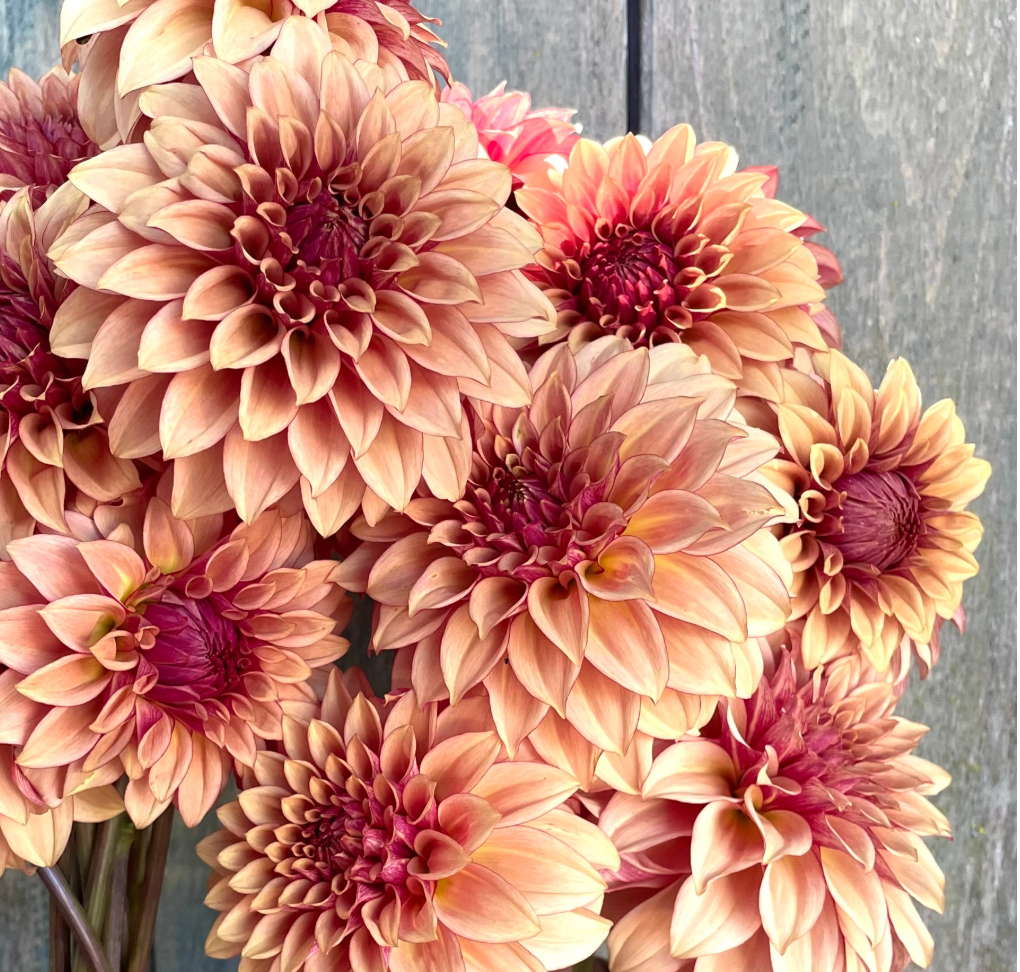 Cut Flower farming